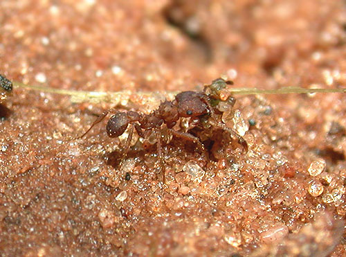 FIGURE 5e FIGURE 5e